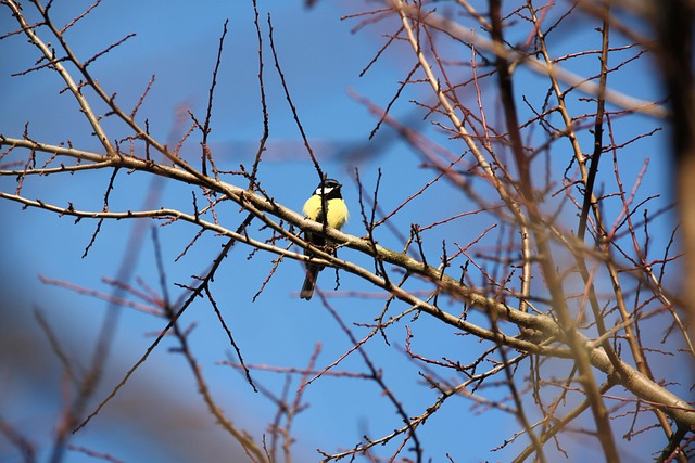 Free Bird Great Tit photo and picture