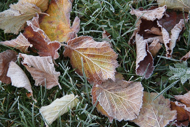 Free Hoarfrost Frost photo and picture