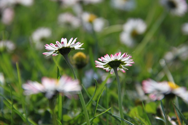 Free Daisy Meadow photo and picture