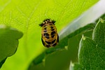larva, ladybug, mummy doll