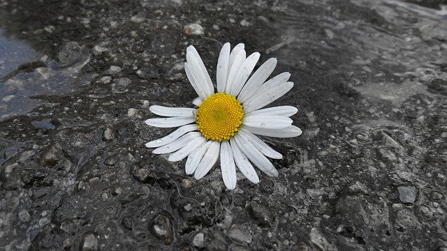 Free Daisy Flower photo and picture
