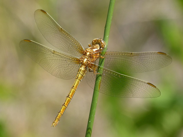 Dragonfly Golden - Free photo on Pixabay