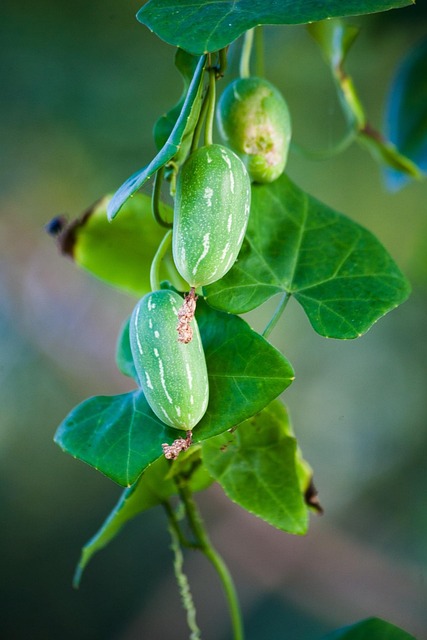 Free Cucumber Nature photo and picture