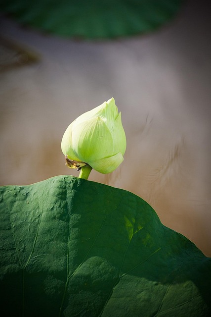 Free Lotus Vietnam photo and picture