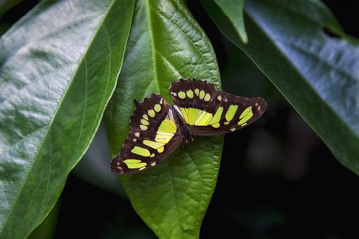 Free Butterfly Leaf photo and picture