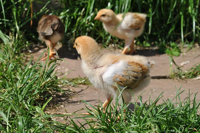 Free Chick Chicken photo and picture