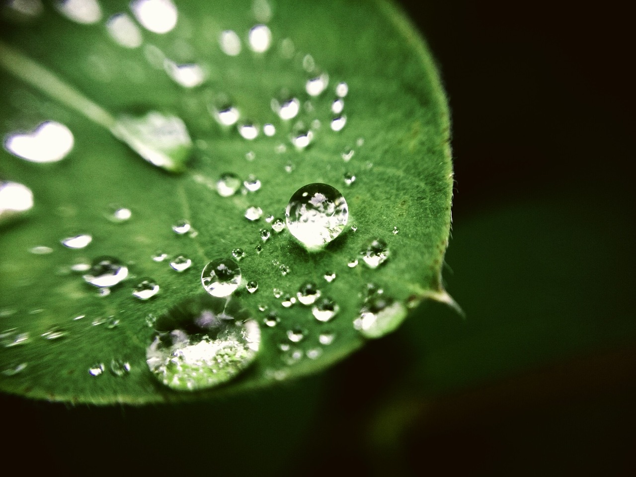 Gouttes Pluie L Eau Goutte De Photo Gratuite Sur Pixabay Pixabay Gouttes Pluie L Eau Goutte De Photo Gratuite Sur Pixabay Pixabay