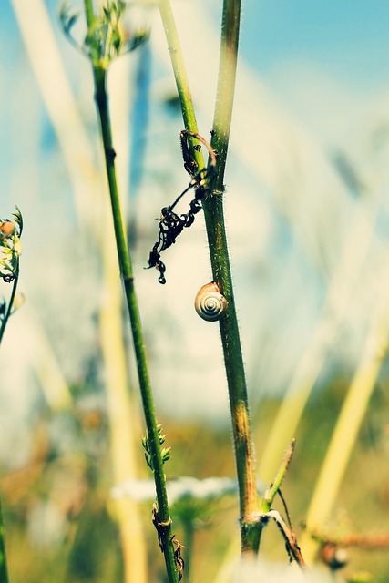 Free Nature Flora photo and picture