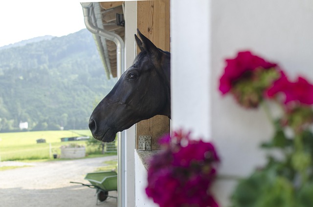 Um Cavalo, Momento, Cabeça, A Fazenda