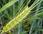 barley, ear, awns
