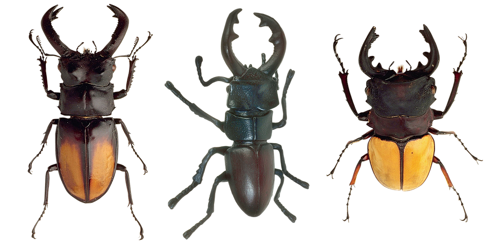 Bitel Insect Beetles Insects Nature - Free photo on Pixabay