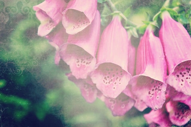 Download free HD stock image of Thimble Digitalis Free thimble digitalis flower illustration