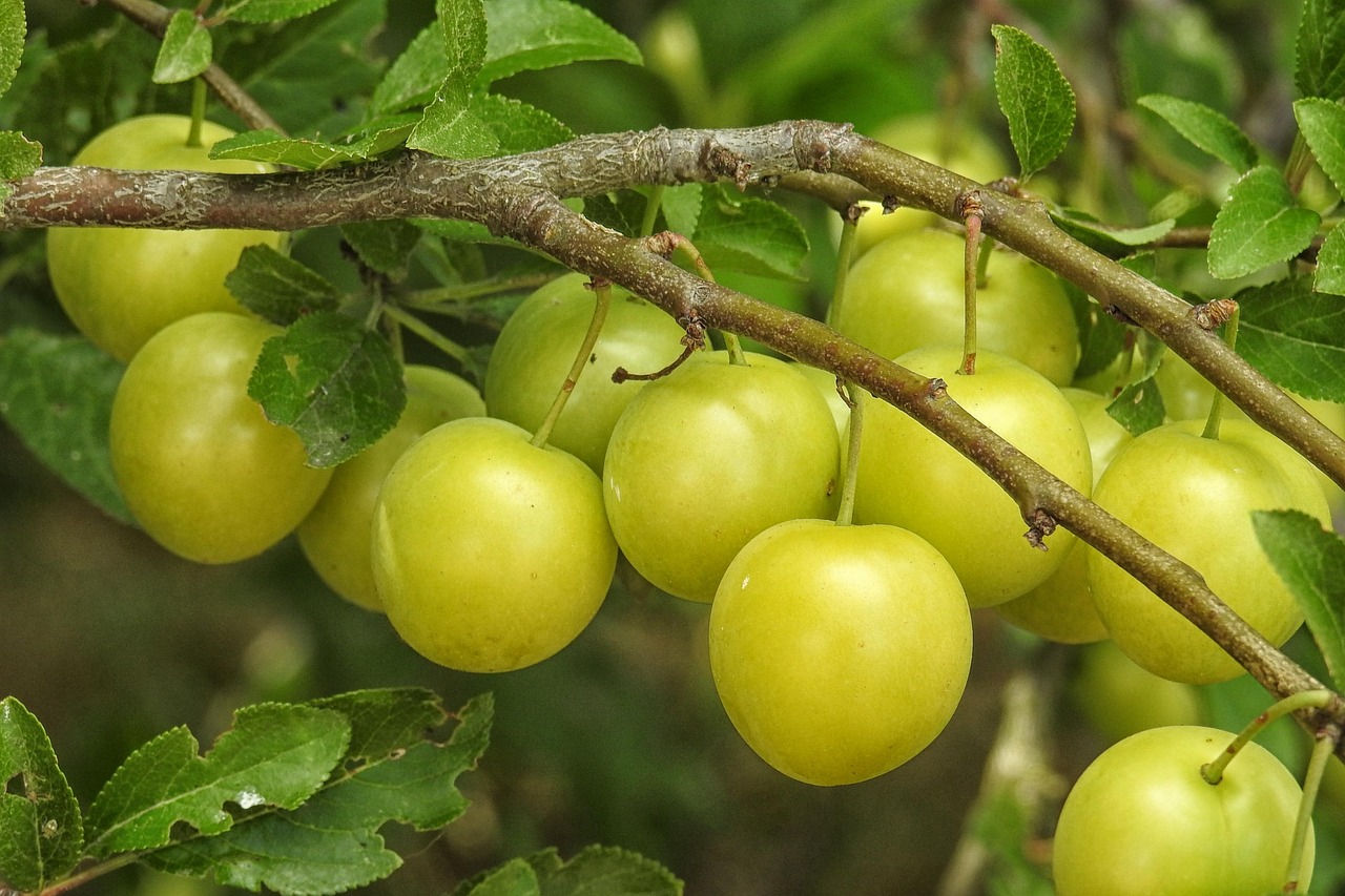 Mirabelle Tree Yellow Plums Fruit Free Photo On Pixabay Pixabay