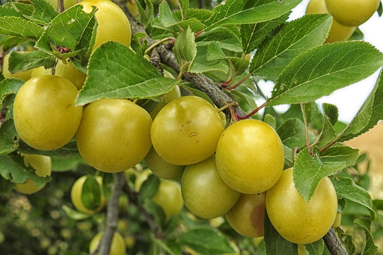 Arbre Mirabelle Prunes Jaunes Photo Gratuite Sur Pixabay Pixabay