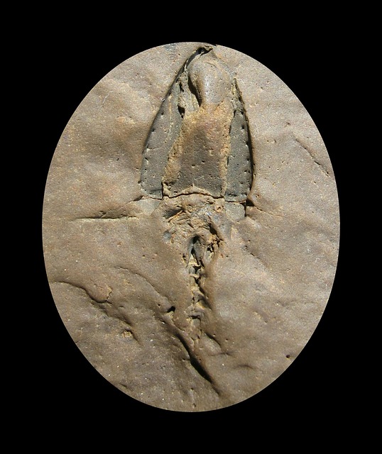 Natuur, Fossielen, Sagittacystis Prima
