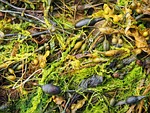 seaweed, sea, weed