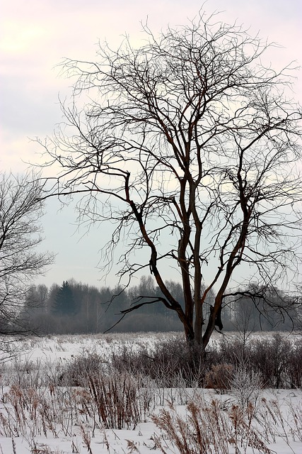 Free Old Tree Winter photo and picture