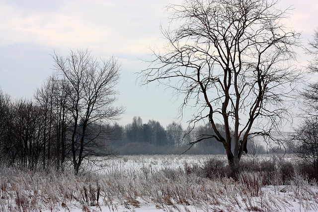 Free Tree Winter photo and picture