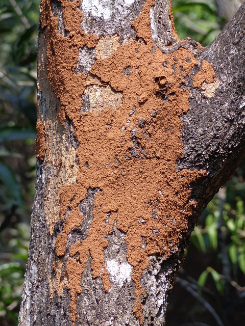 Free Termite Tree photo and picture