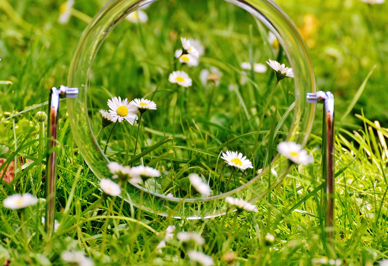 20,000+ Free Mirror Images & Mirror Images - Pixabay