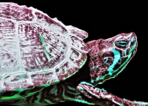 Free Turtle Entangled illustration and picture