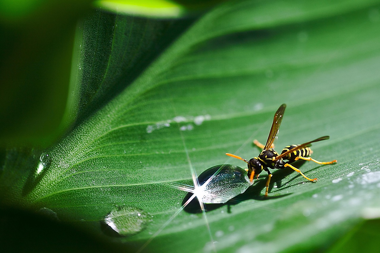 一滴の雨&雨に関する900000以上の無料写真 - Pixabay