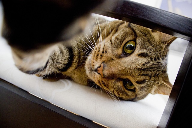 Free Cat Cats photo and picture