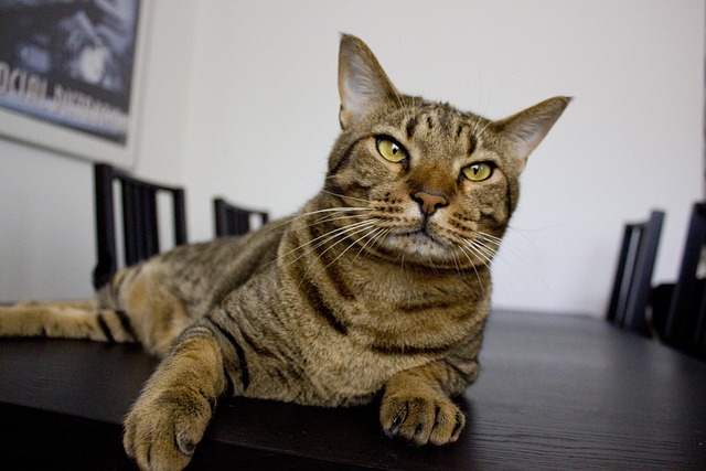 Free Cat Cats photo and picture