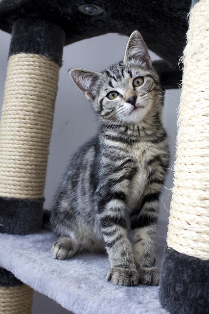 Free Cat Kitten photo and picture