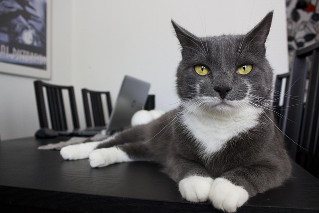 Free Cat Cats photo and picture