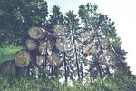 forest, wood, log
