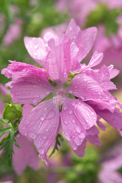 Malva, Malva De Rosa, Flor De Rosa