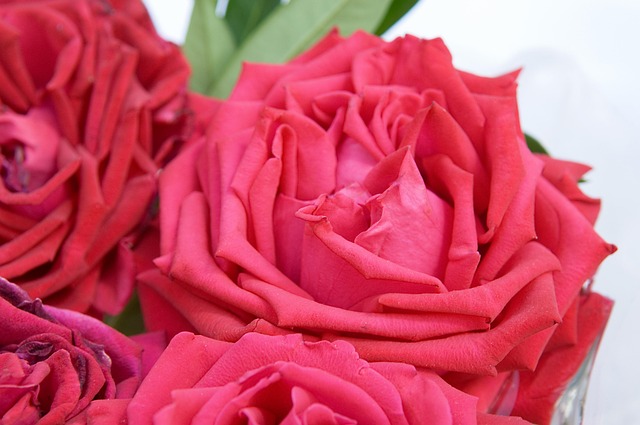 Rosas, Rosas Vermelhas, Pétalas De Rosa