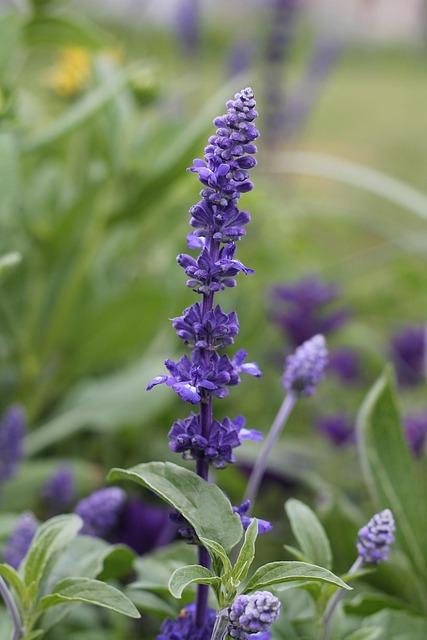 Free Nature Purple photo and picture