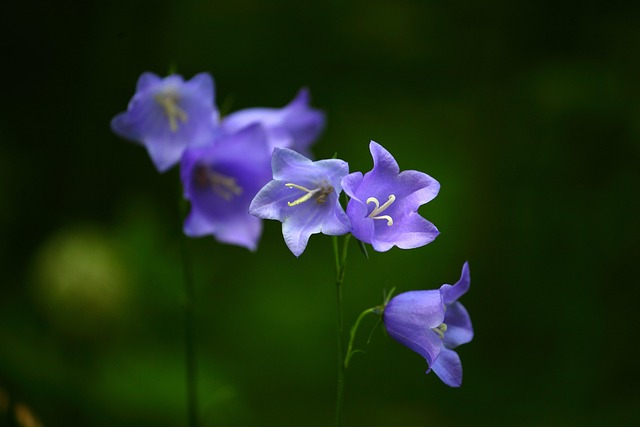 Free Bells Flowers photo and picture