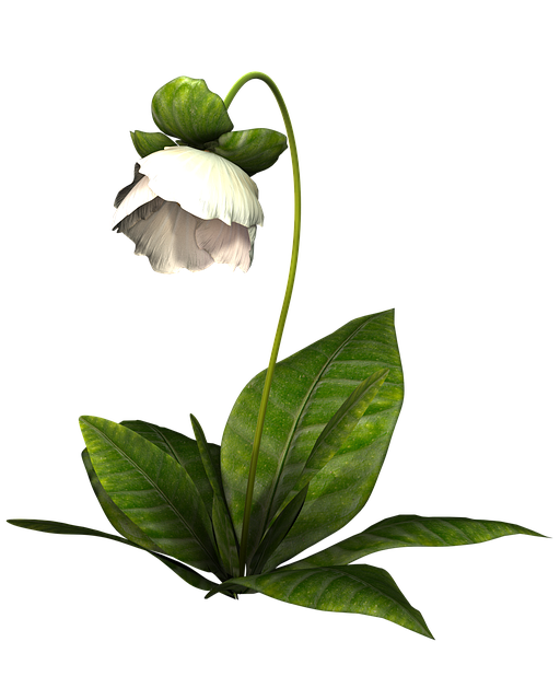 Free flower white nature illustration