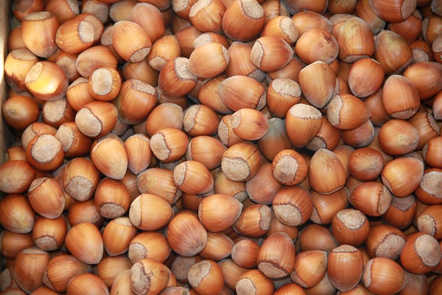 Free Hazelnuts Hazelnut photo and picture