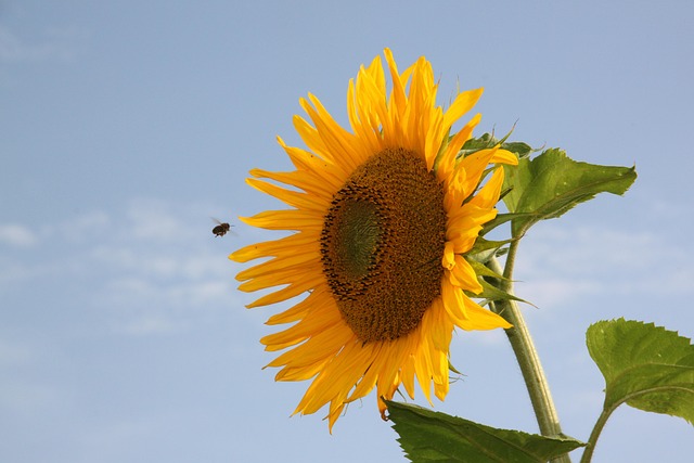 Free Sunflower Bee photo and picture