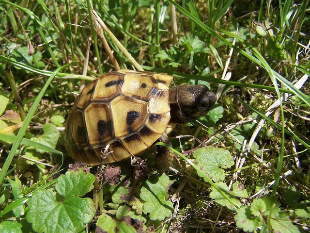 Free Tortoise Turtle Baby photo and picture
