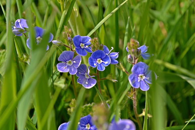 Free Nature Flowers photo and picture