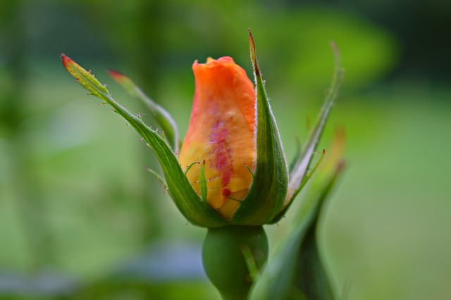 Free Nature Flowers photo and picture