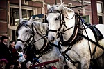horses, parade, halter