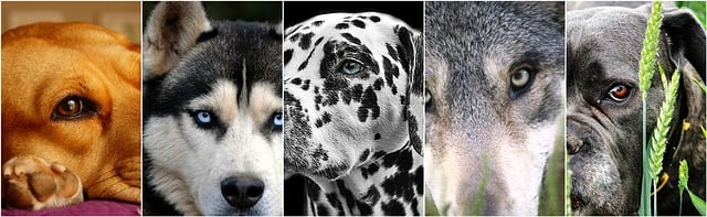 Free dogs dog collage photo collage illustration