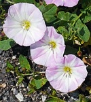 bindweed, flowers, subspecies