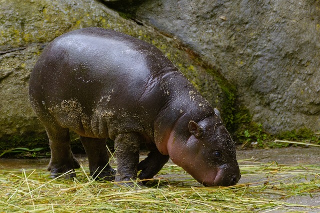 Flodhest, Spædbarn, Zoo, Sød, Lille