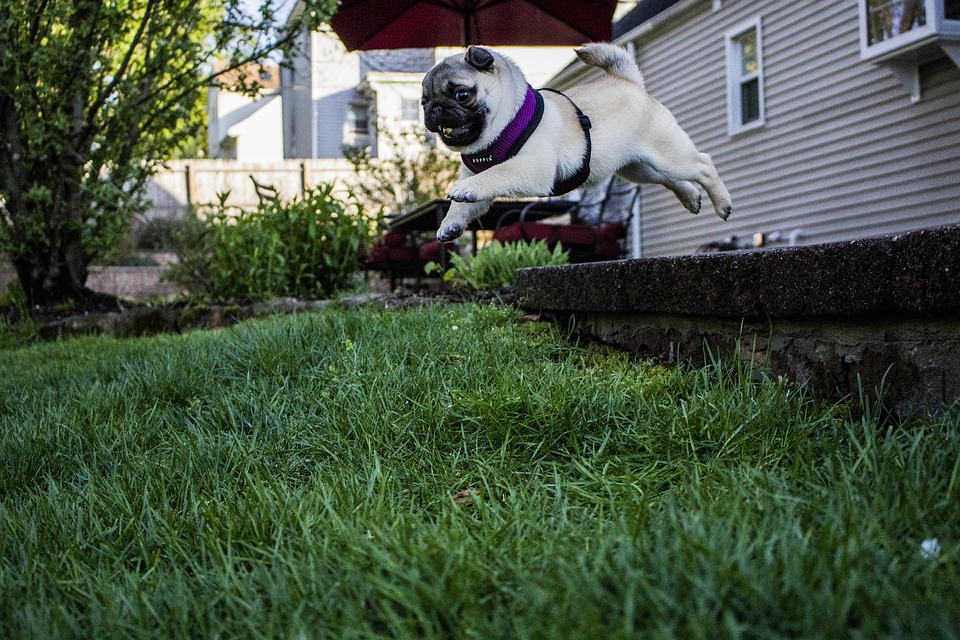 Jumping Pug Puppy Free photo on Pixabay Pixabay