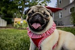 pug, clown, puppy