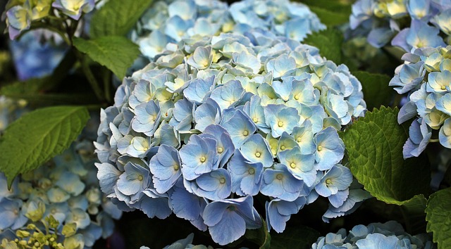 Free Hydrangea Flower photo and picture
