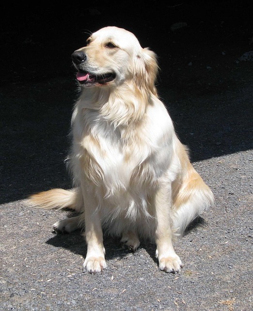 家犬 犬类 金毛猎犬 - Pixabay上的免费照片 - Pixabay