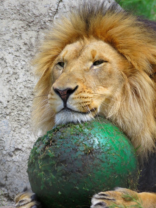Lion Calgary Zoo With Ball Free photo on Pixabay Pixabay